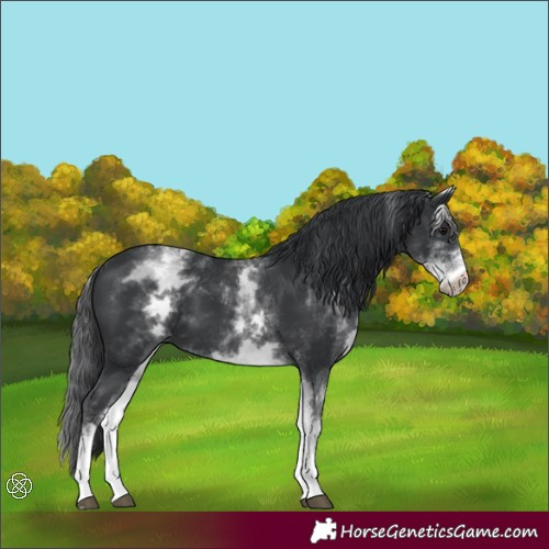 Horse Color:White Spotted Black 