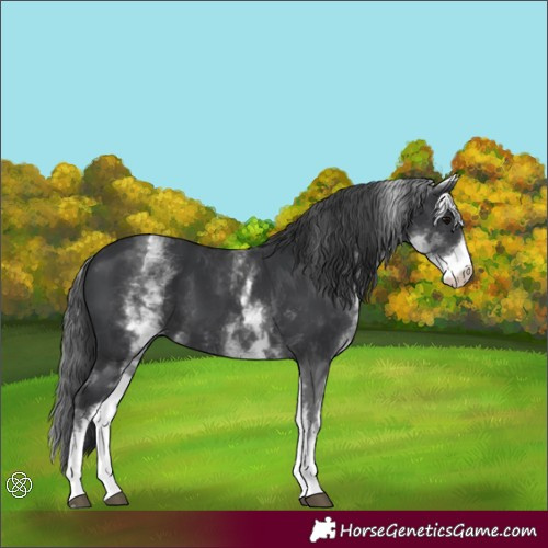 Horse Color:White Spotted Black 