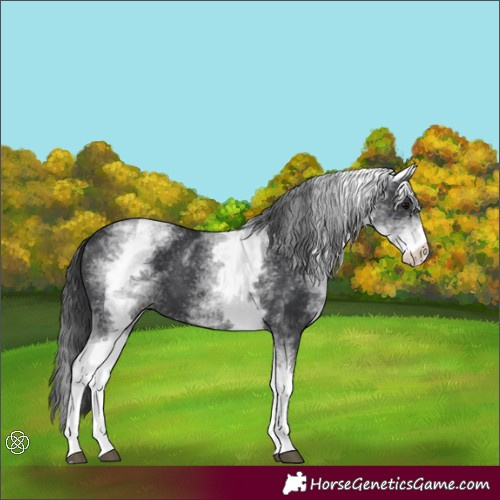 Horse Color:White Spotted Black