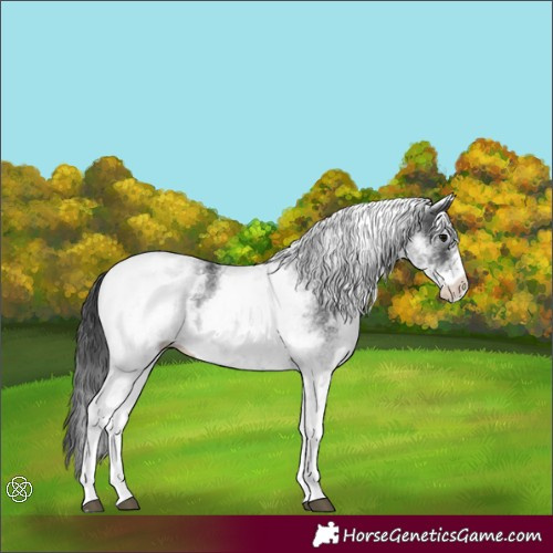 Horse Color:White Spotted Black