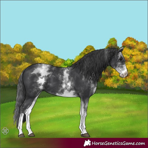 Horse Color:White Spotted Black 
