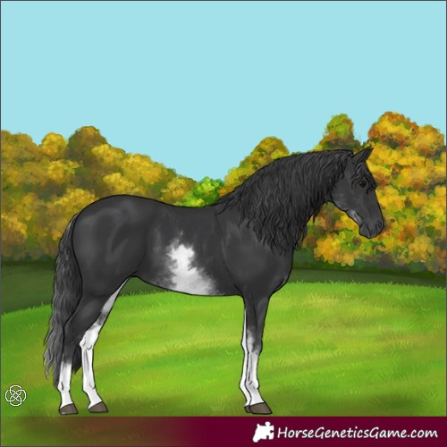 Horse Color:White Spotted Black 