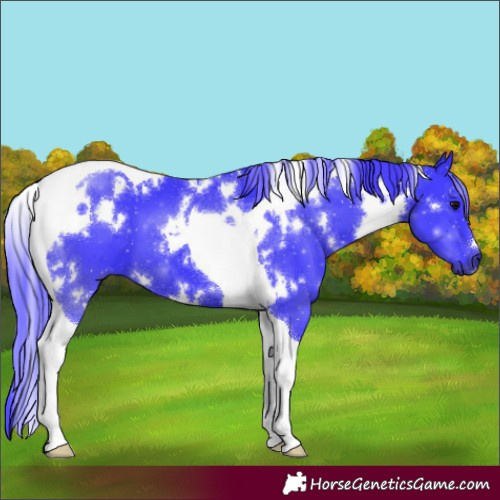 Horse Color:Watercolor White Spotted Black Tobiano