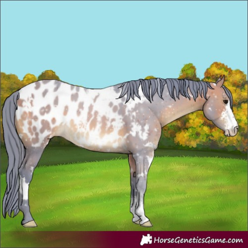 Horse Color:Watercolor White Spotted Bay Sabino Blanket Rabicano