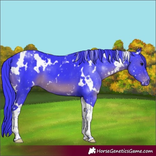 Horse Color:Watercolor White Spotted Black Tobiano Varnish 