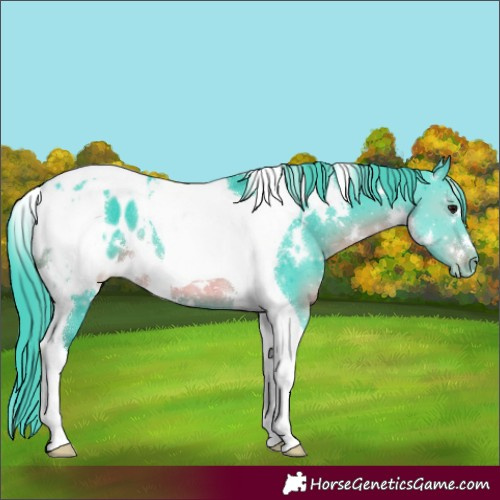 Horse Color:Watercolor White Spotted Smoky Black Tobiano Blanket Rabicano 