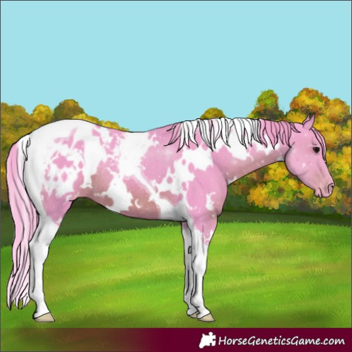 Horse Color:Watercolor White Spotted Black Tobiano Blanket Rabicano