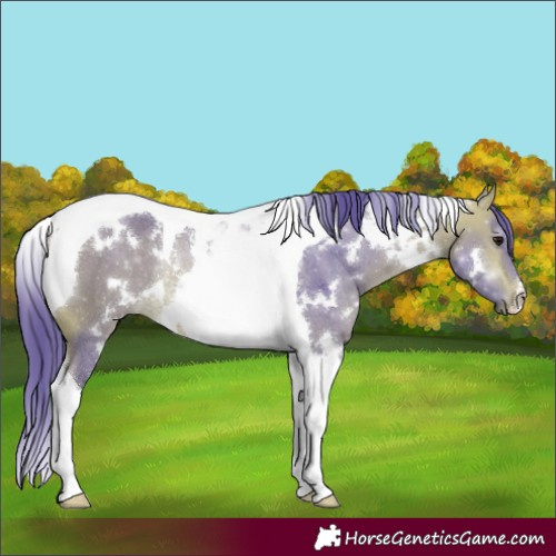 Horse Color:Watercolor White Spotted Buckskin Tobiano Rabicano