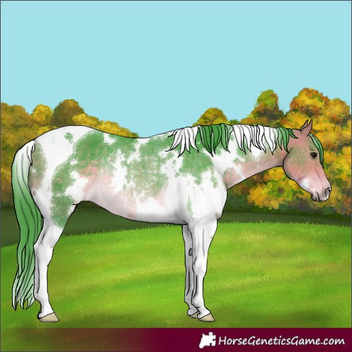 Horse Color:Watercolor White Spotted Buckskin Tobiano Rabicano