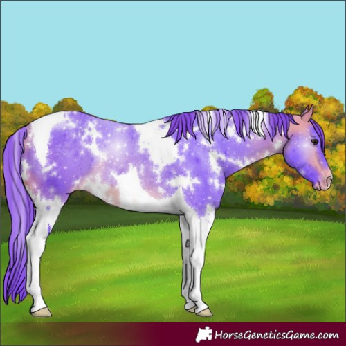 Horse Color:Watercolor White Spotted Buckskin Tobiano Varnish Rabicano