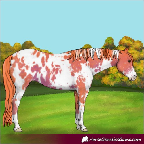 Horse Color:Watercolor White Spotted Liver Chestnut Sabino Blanket 
