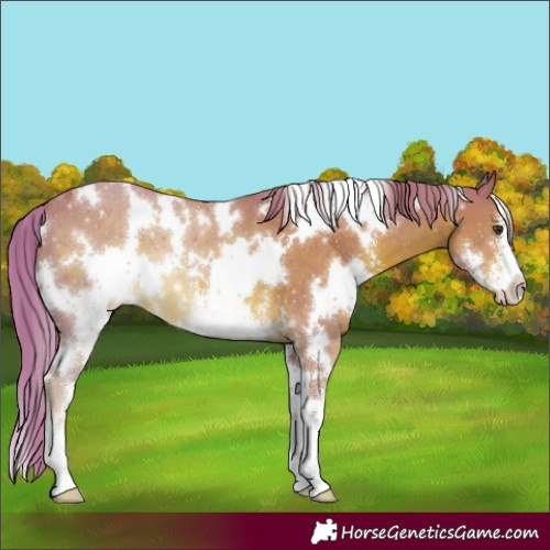 Horse Color:Watercolor White Spotted Chestnut Sabino