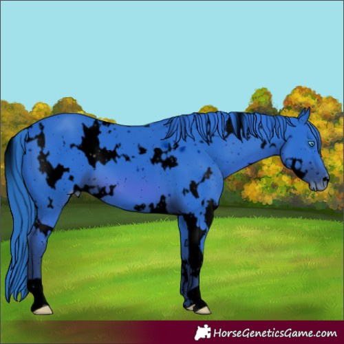 Horse Color:ERROR: UNKNOWN ANOMALY