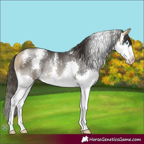 Horse Color:Buckskin Sabino Splash Rabicano