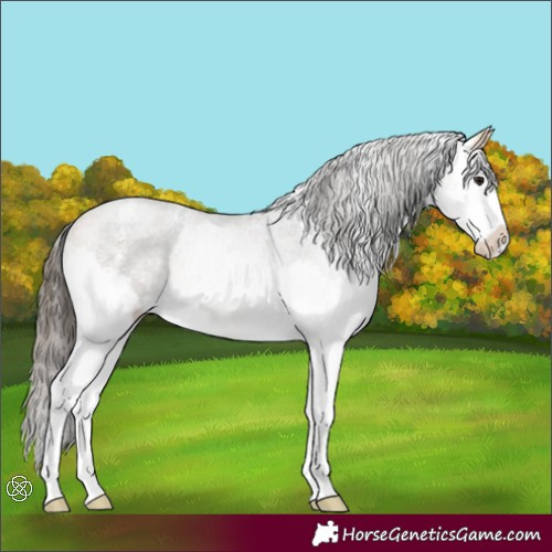 Horse Color:Buckskin Sabino Splash Rabicano 