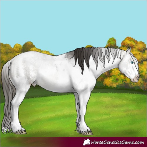 Horse Color:Buckskin Sabino Splash Rabicano 