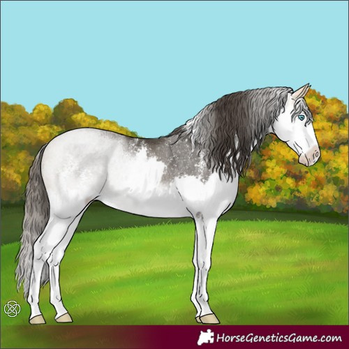 Horse Color:Buckskin Sabino Splash Rabicano 
