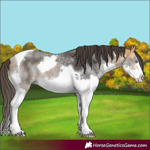 Horse Color:Buckskin Splash Tobiano Rabicano 