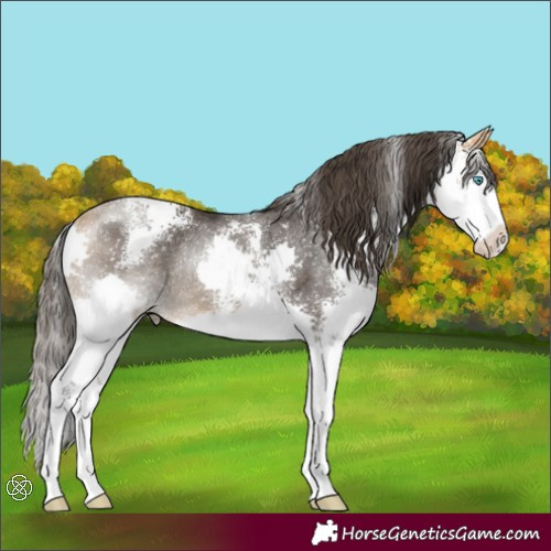 Horse Color:Buckskin Sabino Splash Rabicano 