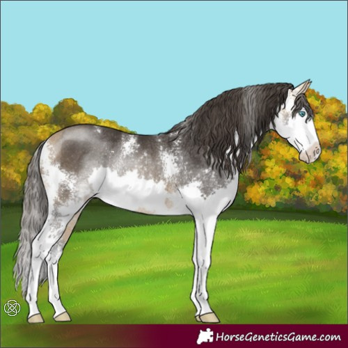 Horse Color:Buckskin Sabino Splash Rabicano