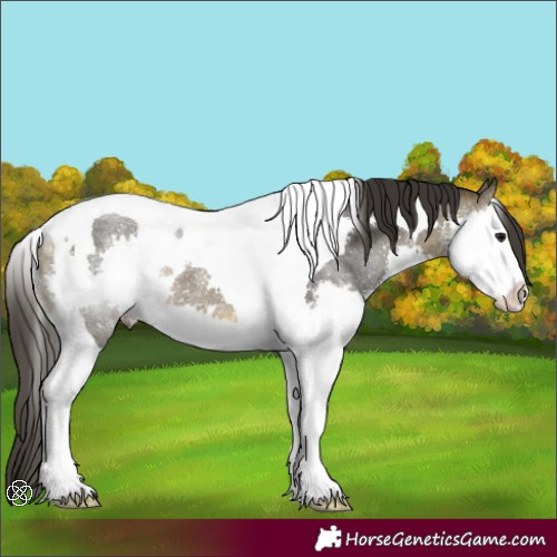 Horse Color:Buckskin Splash Tobiano Rabicano