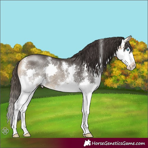 Horse Color:Buckskin Sabino Splash Rabicano 