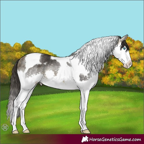 Horse Color:Buckskin Splash Tobiano Rabicano 