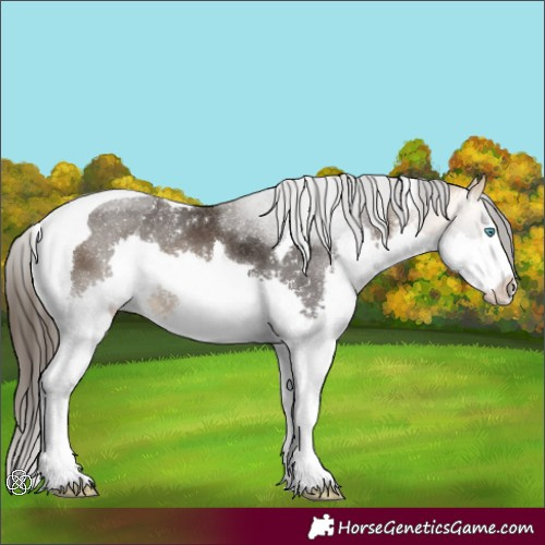 Horse Color:Buckskin Splash Tobiano Rabicano 