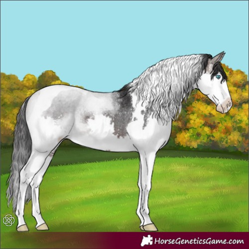 Horse Color:Brown Splash Tobiano Rabicano