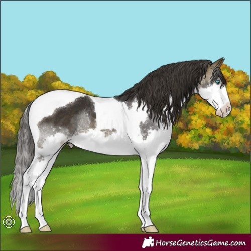 Horse Color:Buckskin Splash Tobiano Rabicano 