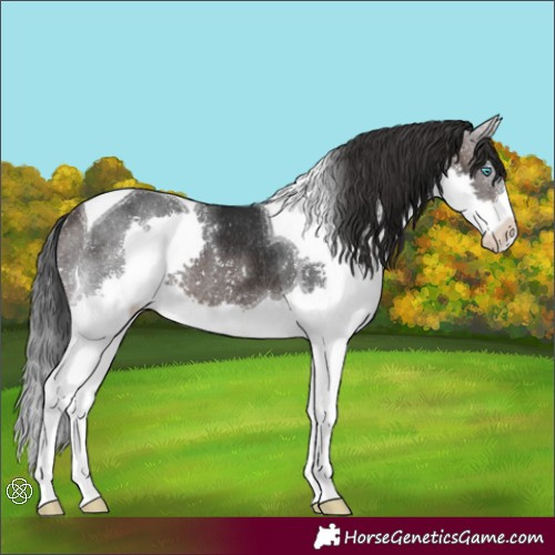 Horse Color:Brown Splash Tobiano Rabicano 