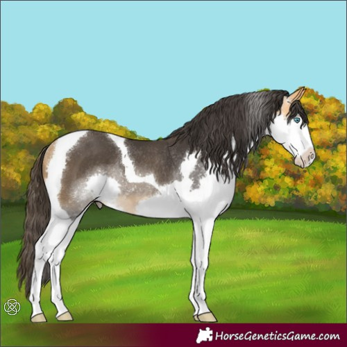 Horse Color:Buckskin Splash Tobiano Rabicano 
