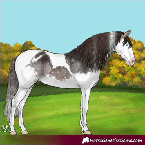 Horse Color:Brown Splash Tobiano Varnish Rabicano