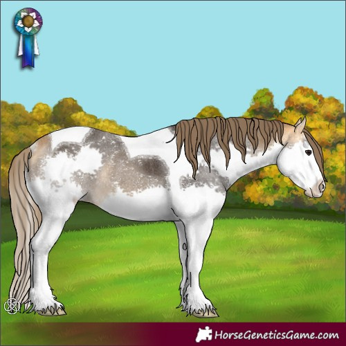 Horse Color:Buckskin Splash Tobiano Varnish Rabicano 