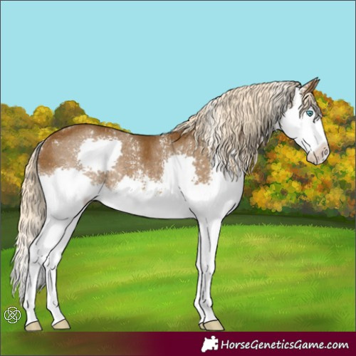 Horse Color:Chocolate Palomino Sabino Splash Rabicano 