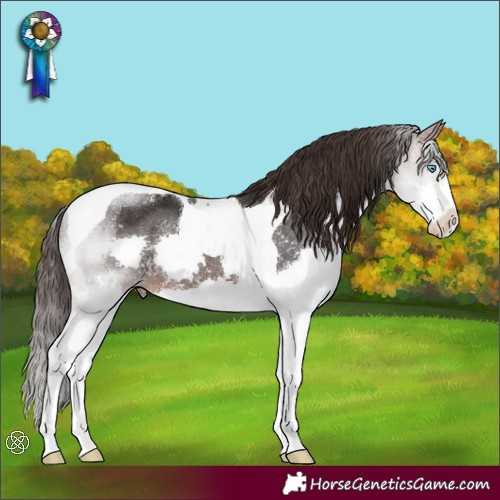 Horse Color:Brown Splash Tobiano Varnish Rabicano 