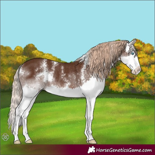 Horse Color:Liver Chestnut Sabino Splash Rabicano