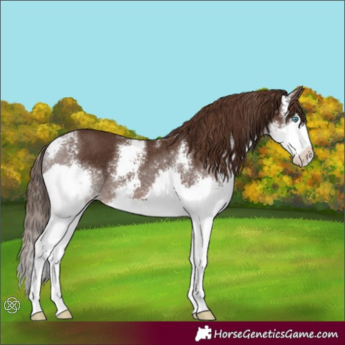 Horse Color:Liver Chestnut Sabino Splash Rabicano