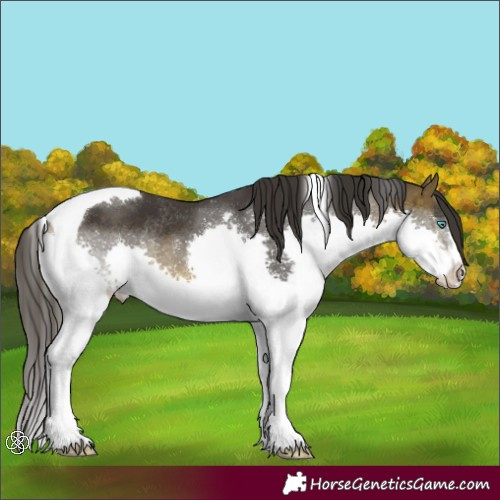 Horse Color:Buckskin Splash Tobiano Rabicano 