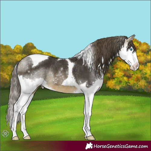Horse Color:Buckskin Splash Tobiano Varnish Rabicano 