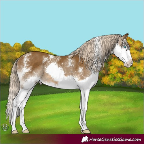 Horse Color:Chocolate Palomino Sabino Splash Rabicano 