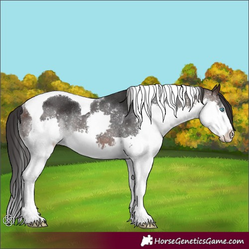 Horse Color:Brown Splash Tobiano Rabicano
