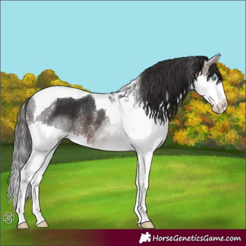 Horse Color:Brown Splash Tobiano Varnish Rabicano