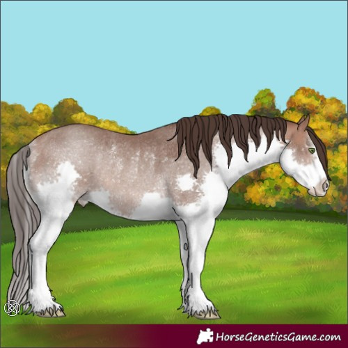 Horse Color:Sable Champagne Splash Rabicano