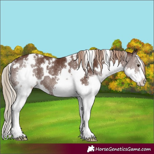Horse Color:White Spotted Liver Chestnut Splash Rabicano 