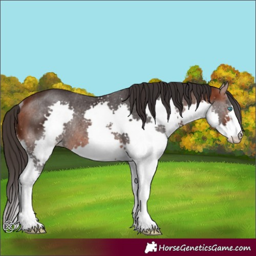 Horse Color:Bay Splash Rabicano 