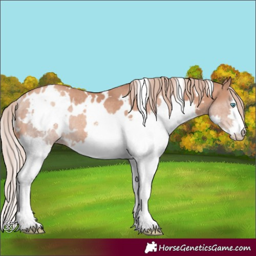 Horse Color:White Spotted Gold Champagne Splash Rabicano