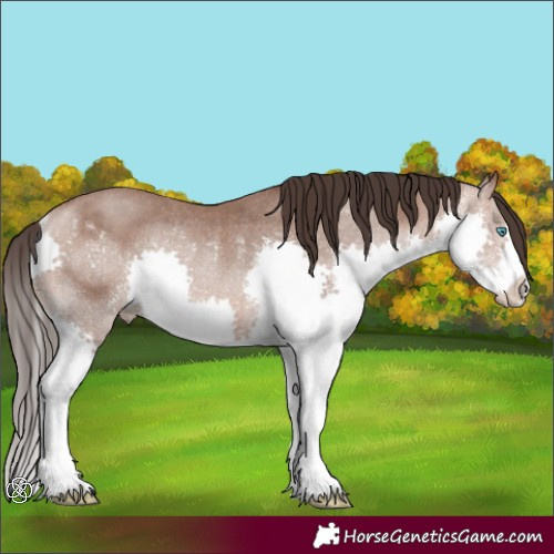 Horse Color:Sable Champagne Splash Rabicano