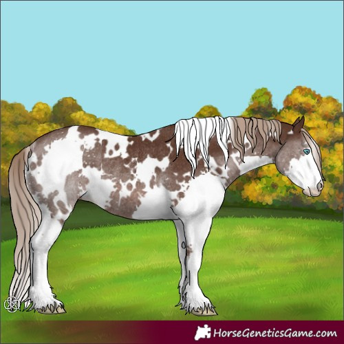 Horse Color:White Spotted Liver Chestnut Splash Rabicano 
