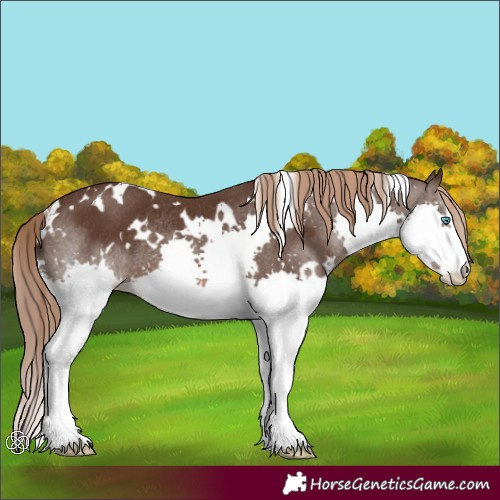Horse Color:White Spotted Liver Chestnut Splash Rabicano 